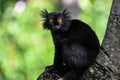 Black lemur Ã¢â¬â male , Portrait. Eulemur macaco, Madagascar nature. Royalty Free Stock Photo